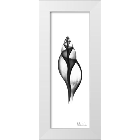 Tulip Shell White Modern Wood Framed Art Print by Koetsier, Albert