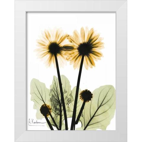 Gerbera in Color 2 White Modern Wood Framed Art Print by Koetsier, Albert