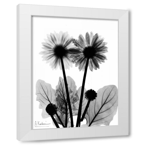 Gerbera BW White Modern Wood Framed Art Print by Koetsier, Albert