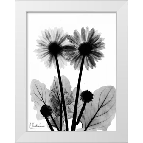 Gerbera BW White Modern Wood Framed Art Print by Koetsier, Albert