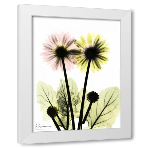 Gerbera in Color White Modern Wood Framed Art Print by Koetsier, Albert