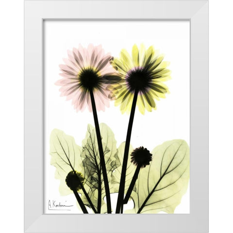 Gerbera in Color White Modern Wood Framed Art Print by Koetsier, Albert