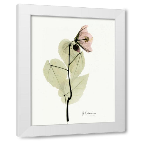 Abutulon White Modern Wood Framed Art Print by Koetsier, Albert