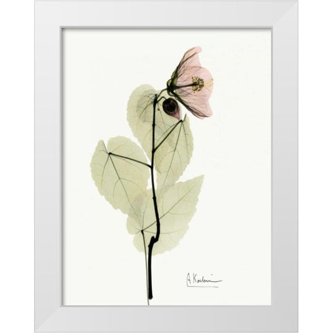 Abutulon White Modern Wood Framed Art Print by Koetsier, Albert