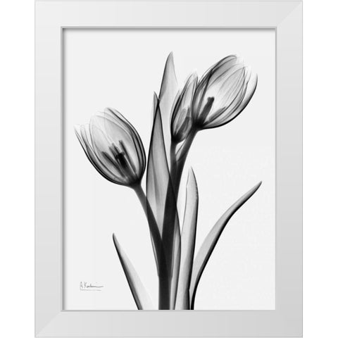 Tulips H37 White Modern Wood Framed Art Print by Koetsier, Albert