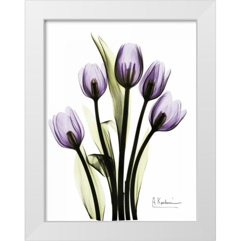Regal Tulip B13 White Modern Wood Framed Art Print by Koetsier, Albert