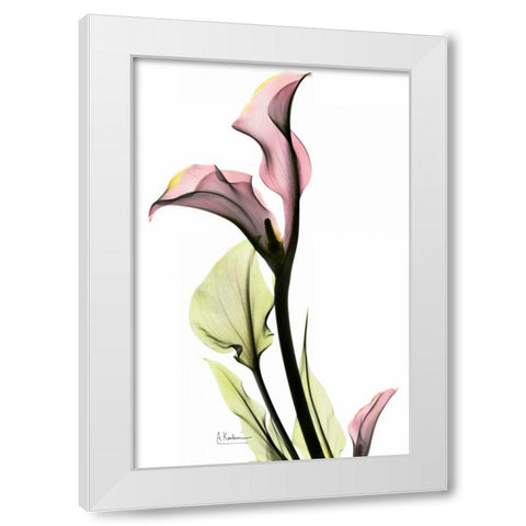 Calla Lily in Pink White Modern Wood Framed Art Print by Koetsier, Albert