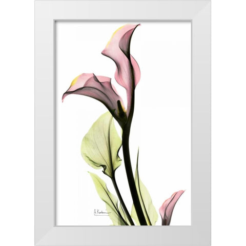 Calla Lily in Pink White Modern Wood Framed Art Print by Koetsier, Albert