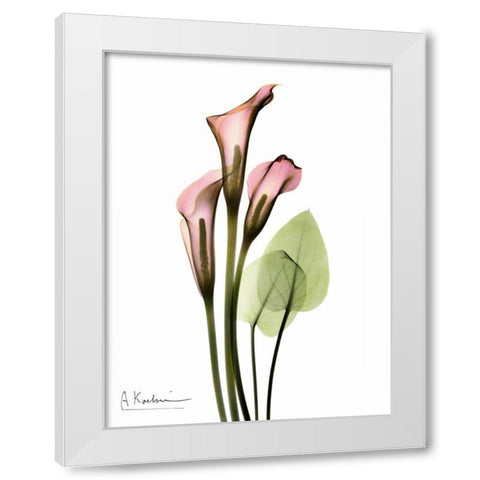 Calla Lily Bouquet in Pink White Modern Wood Framed Art Print by Koetsier, Albert