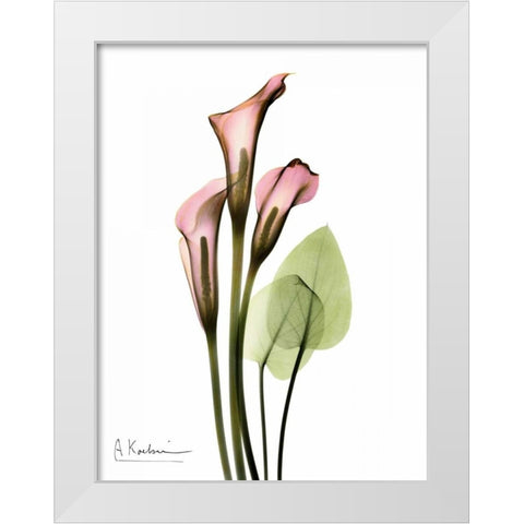 Calla Lily Bouquet in Pink White Modern Wood Framed Art Print by Koetsier, Albert