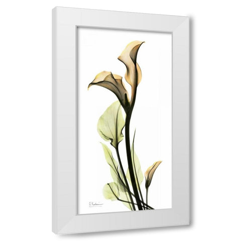 Calla Lily White Modern Wood Framed Art Print by Koetsier, Albert