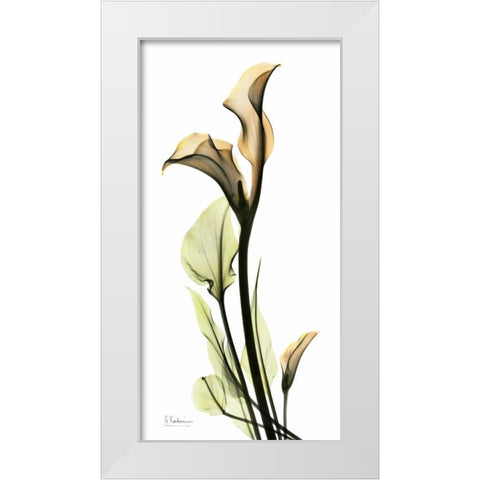 Calla Lily White Modern Wood Framed Art Print by Koetsier, Albert