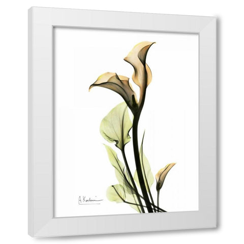 Calla Lily Duo White Modern Wood Framed Art Print by Koetsier, Albert