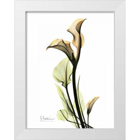 Calla Lily Duo White Modern Wood Framed Art Print by Koetsier, Albert