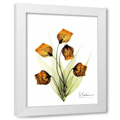 Sandersonia in Gold White Modern Wood Framed Art Print by Koetsier, Albert