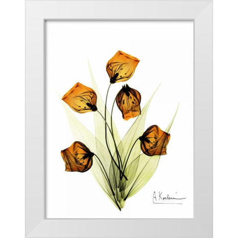 Sandersonia in Gold White Modern Wood Framed Art Print by Koetsier, Albert