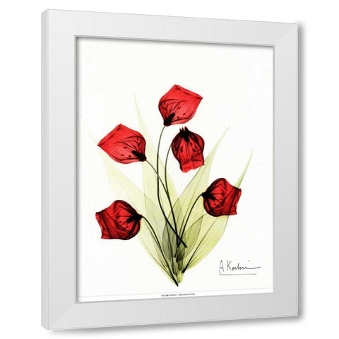 Sandersonia in Red 2 White Modern Wood Framed Art Print by Koetsier, Albert