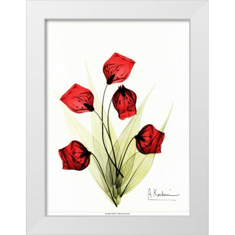 Sandersonia in Red 2 White Modern Wood Framed Art Print by Koetsier, Albert