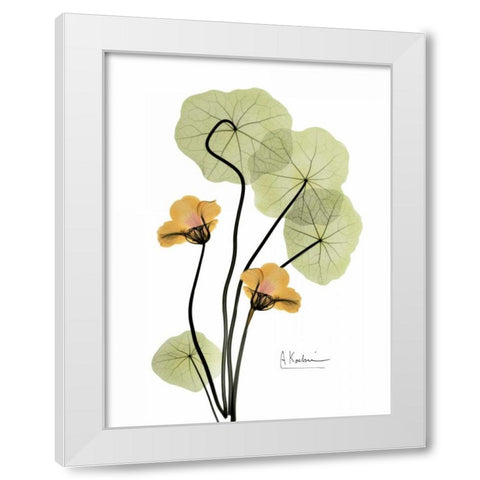 Nasturtium in Yellow 2 White Modern Wood Framed Art Print by Koetsier, Albert