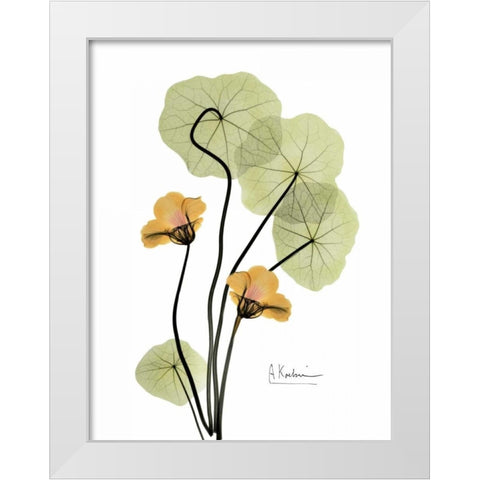 Nasturtium in Yellow 2 White Modern Wood Framed Art Print by Koetsier, Albert