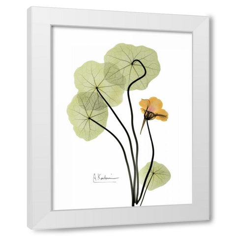 Nasturtium in Yellow White Modern Wood Framed Art Print by Koetsier, Albert