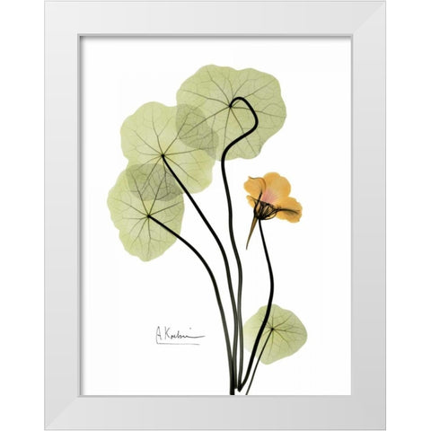 Nasturtium in Yellow White Modern Wood Framed Art Print by Koetsier, Albert