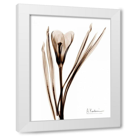 Crocus in Brown White Modern Wood Framed Art Print by Koetsier, Albert