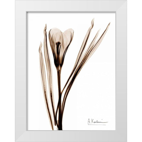 Crocus in Brown White Modern Wood Framed Art Print by Koetsier, Albert