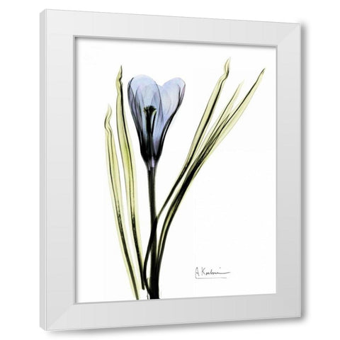 Crocus in Blue White Modern Wood Framed Art Print by Koetsier, Albert