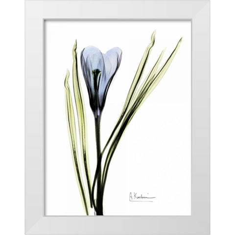 Crocus in Blue White Modern Wood Framed Art Print by Koetsier, Albert