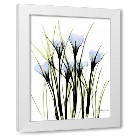 Crocus C38 White Modern Wood Framed Art Print by Koetsier, Albert