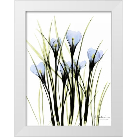 Crocus C38 White Modern Wood Framed Art Print by Koetsier, Albert