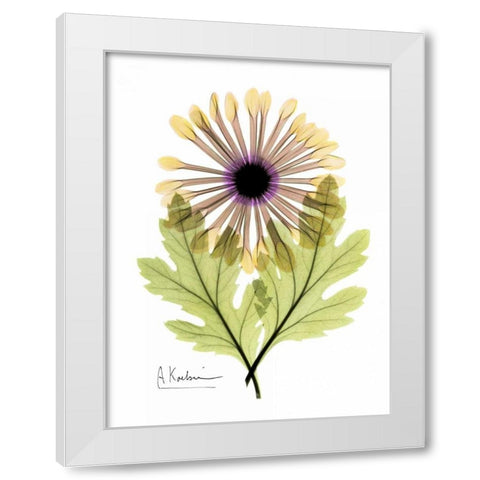 Chrysanthemum in Color White Modern Wood Framed Art Print by Koetsier, Albert