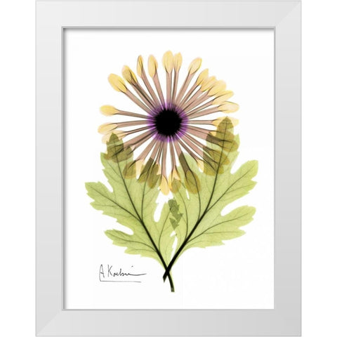 Chrysanthemum in Color White Modern Wood Framed Art Print by Koetsier, Albert