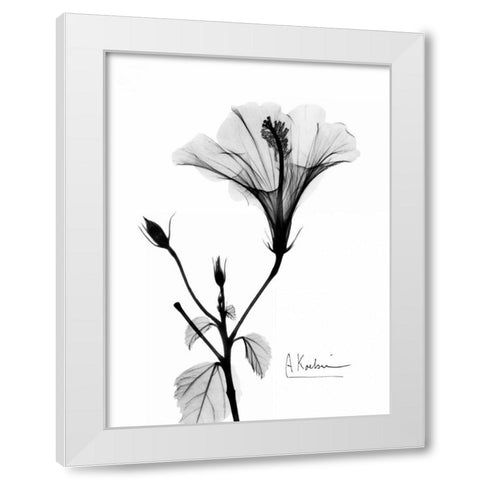 Hibiscus  White Modern Wood Framed Art Print by Koetsier, Albert