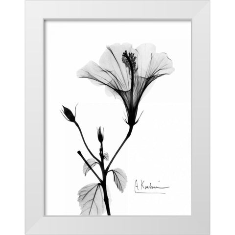 Hibiscus  White Modern Wood Framed Art Print by Koetsier, Albert