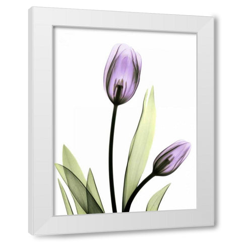 Purple Tulips White Modern Wood Framed Art Print by Koetsier, Albert