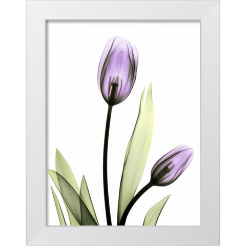 Purple Tulips White Modern Wood Framed Art Print by Koetsier, Albert