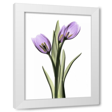 Purple Tulips 2 White Modern Wood Framed Art Print by Koetsier, Albert