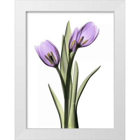 Purple Tulips 2 White Modern Wood Framed Art Print by Koetsier, Albert