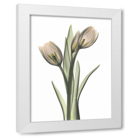 Tulip Pair in Color White Modern Wood Framed Art Print by Koetsier, Albert