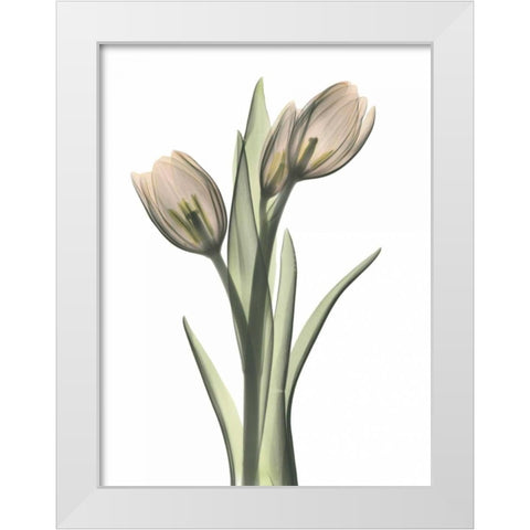 Tulip Pair in Color White Modern Wood Framed Art Print by Koetsier, Albert