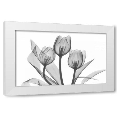 Tulips Three in BandW White Modern Wood Framed Art Print by Koetsier, Albert