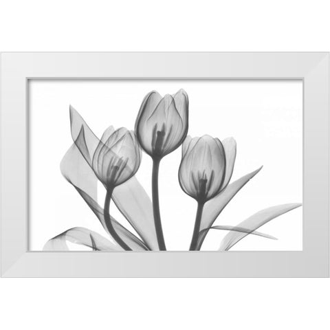 Tulips Three in BandW White Modern Wood Framed Art Print by Koetsier, Albert