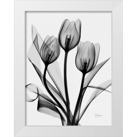 Tulips White Modern Wood Framed Art Print by Koetsier, Albert