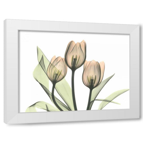 Tulips Three in Color White Modern Wood Framed Art Print by Koetsier, Albert