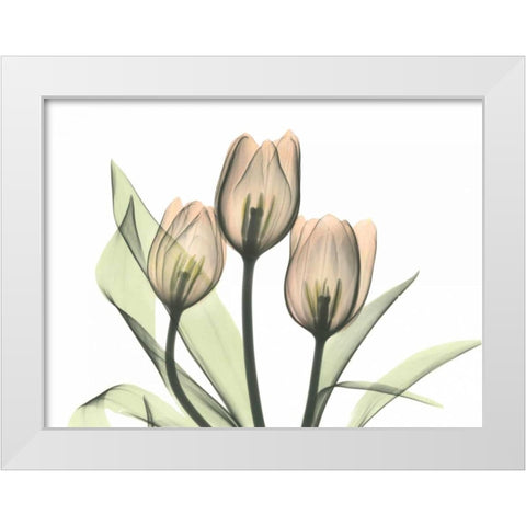 Tulips Three in Color White Modern Wood Framed Art Print by Koetsier, Albert