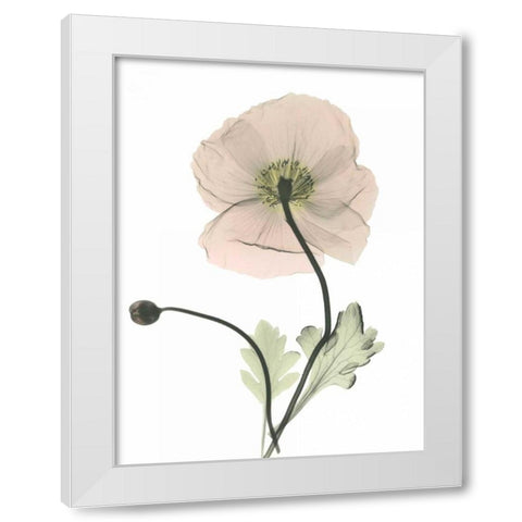 Iceland Poppy White Modern Wood Framed Art Print by Koetsier, Albert