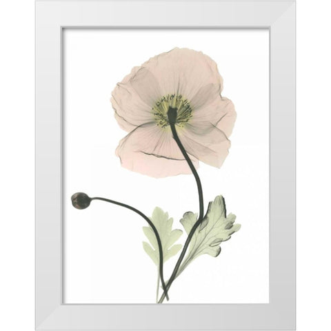 Iceland Poppy White Modern Wood Framed Art Print by Koetsier, Albert