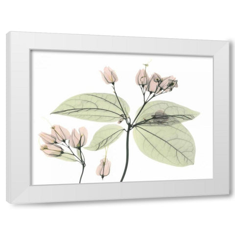 Bleeding Heart in Color White Modern Wood Framed Art Print by Koetsier, Albert